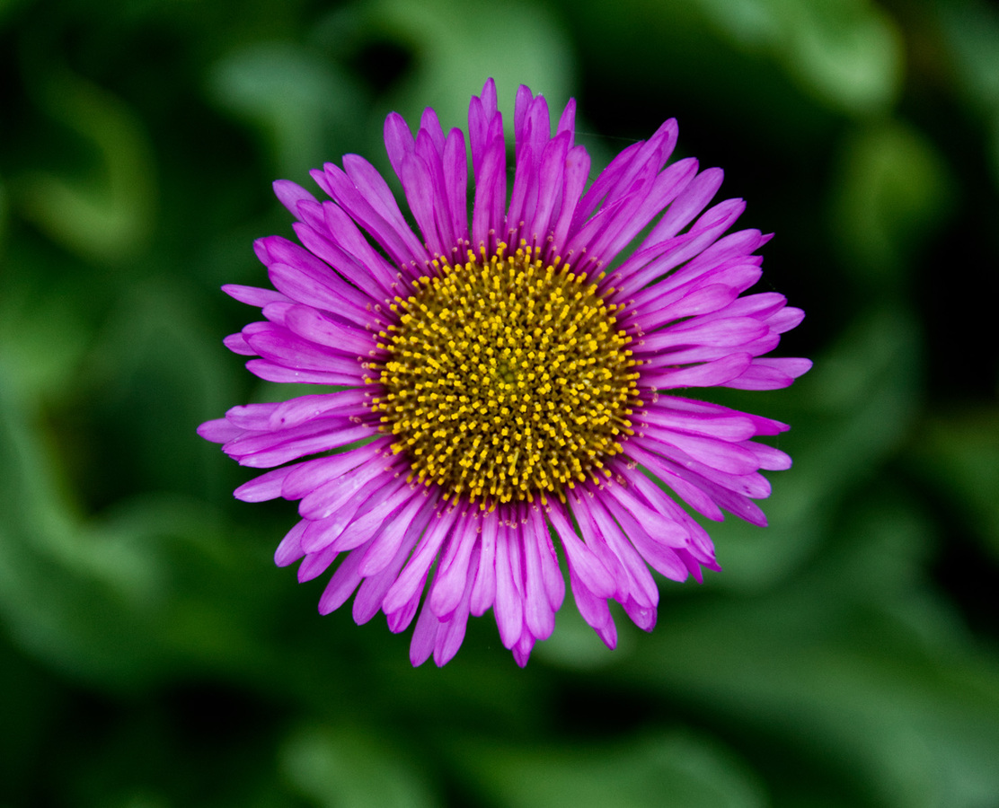 Erigeron Flower - Brian Moyse